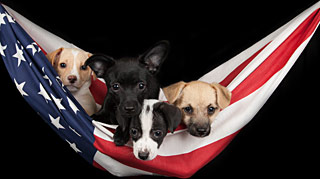 Four puppies in a hammock made from an American Flag